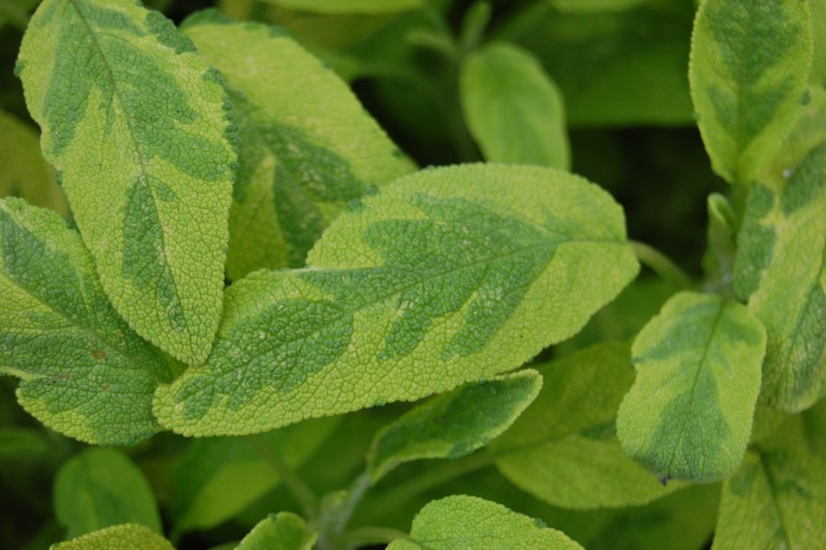 Тысячелистник в миксбордере