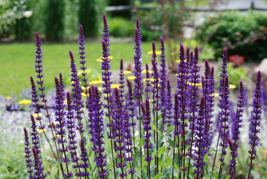 Сальвия и бархатцы на клумбе