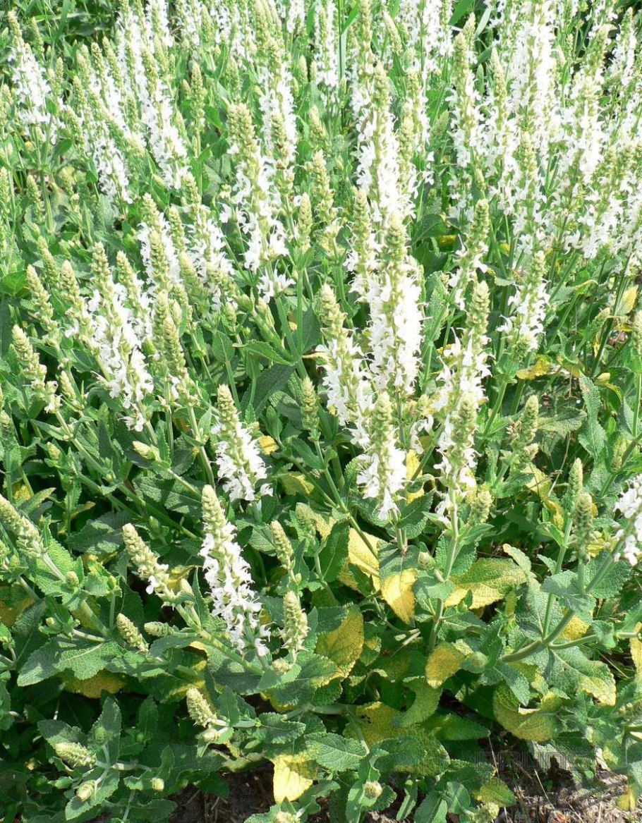 Шалфей желтый цветок