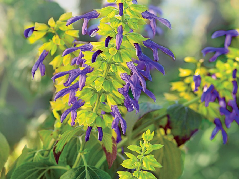 Растения прерии