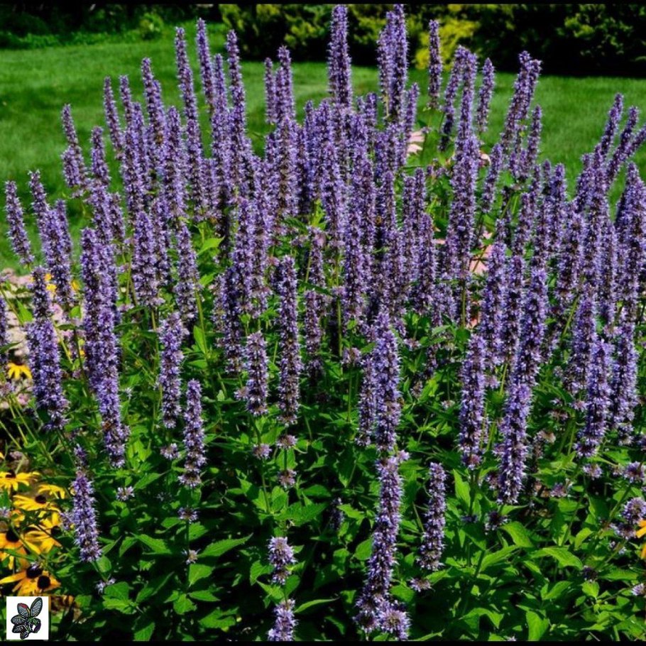 Шалфей толстолистный