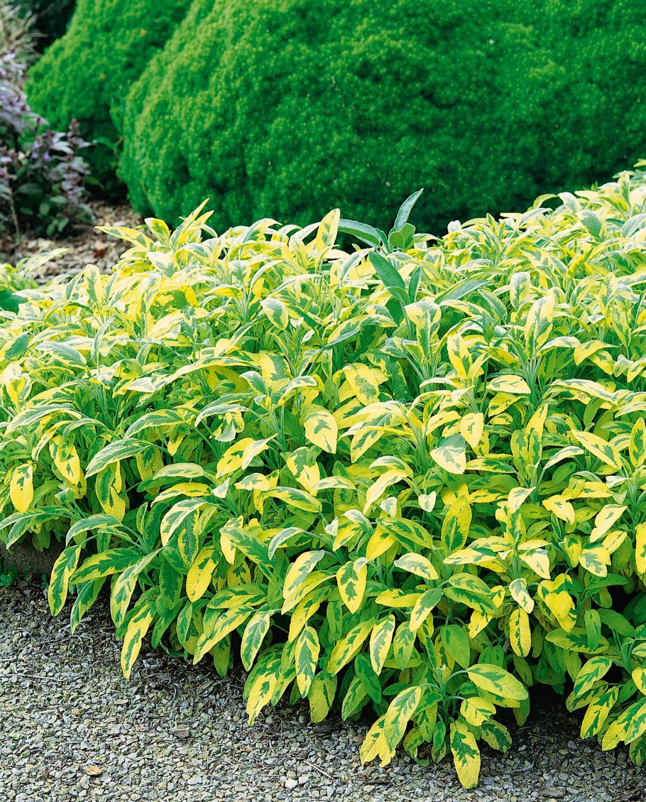 Цветок фиолетовый розовый полевой