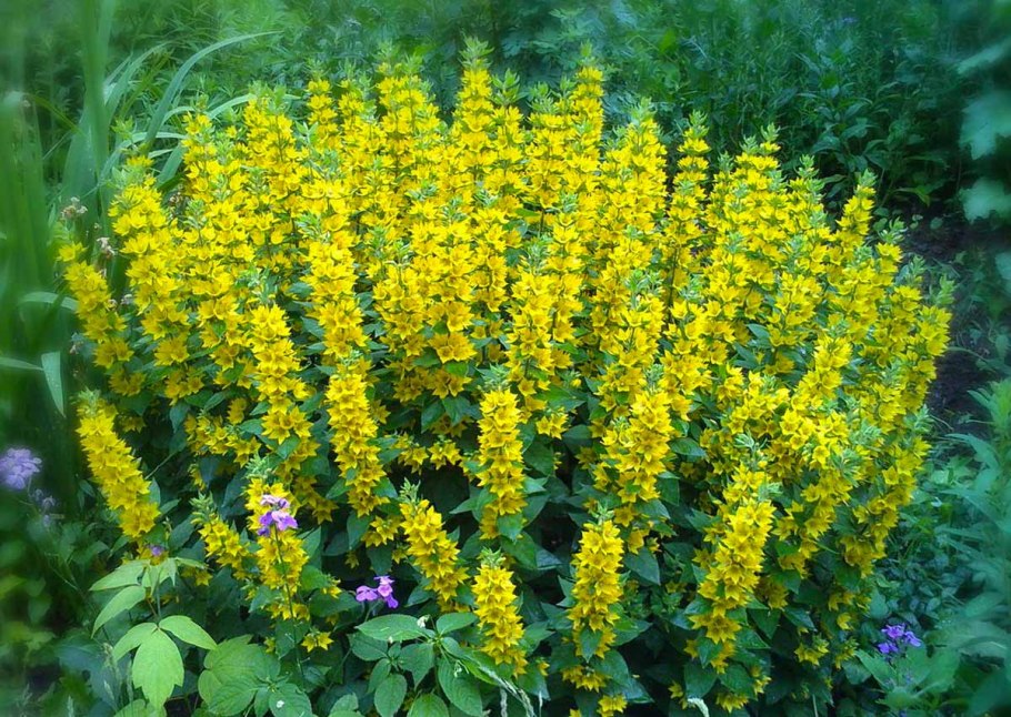 Вербейник точечный (Лизимахия)