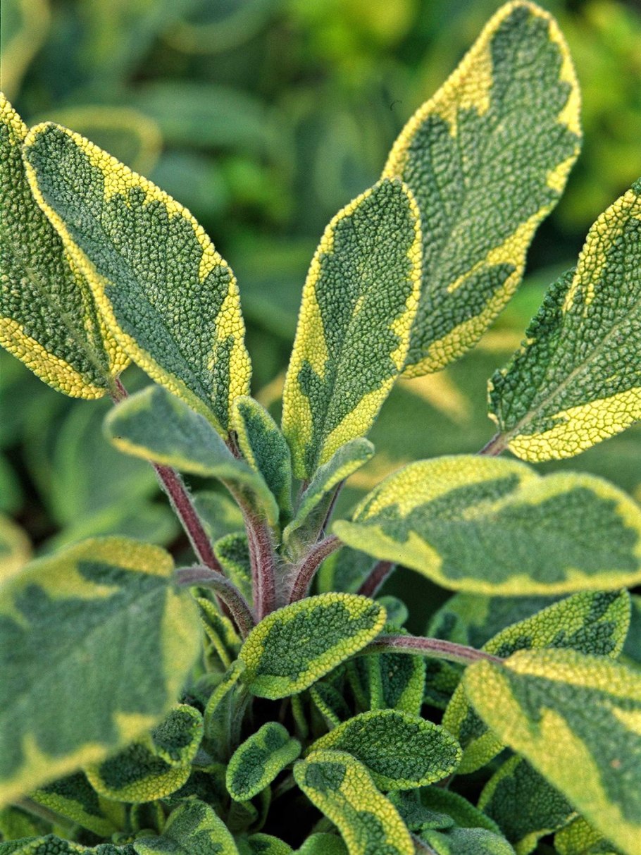 Тысячелистник на клумбе