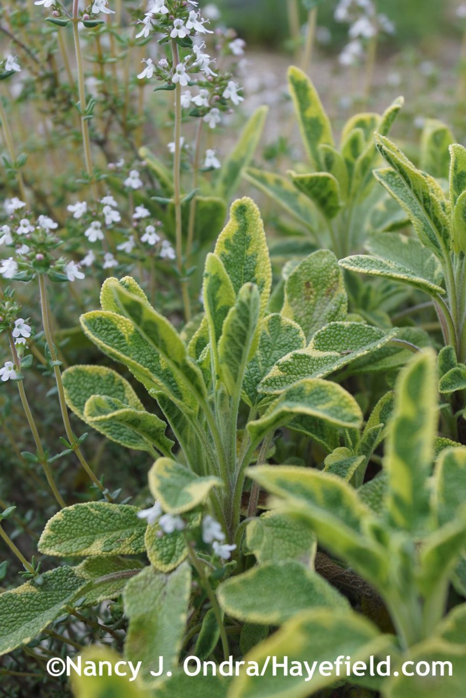 Шалфей Иктерина