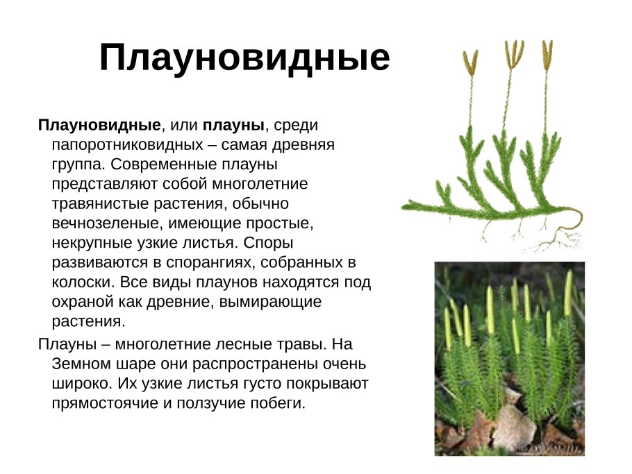 Selaginella selaginoides жизненный цикл