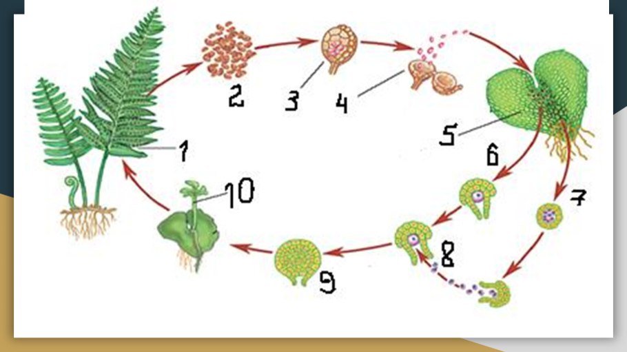 Папоротник Щитовник мужской внешнее строение