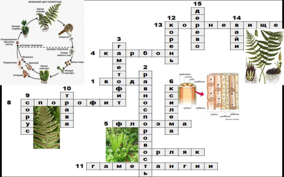 Отделы высших растений