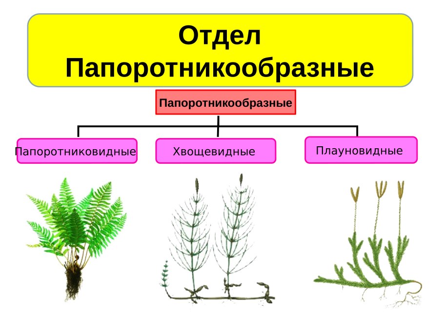 Кроссворд по теме папоротники