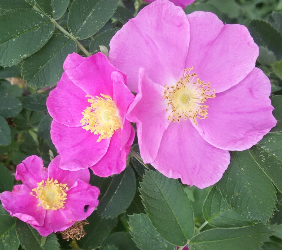 Сорт шиповника “витаминный ВНИВИ