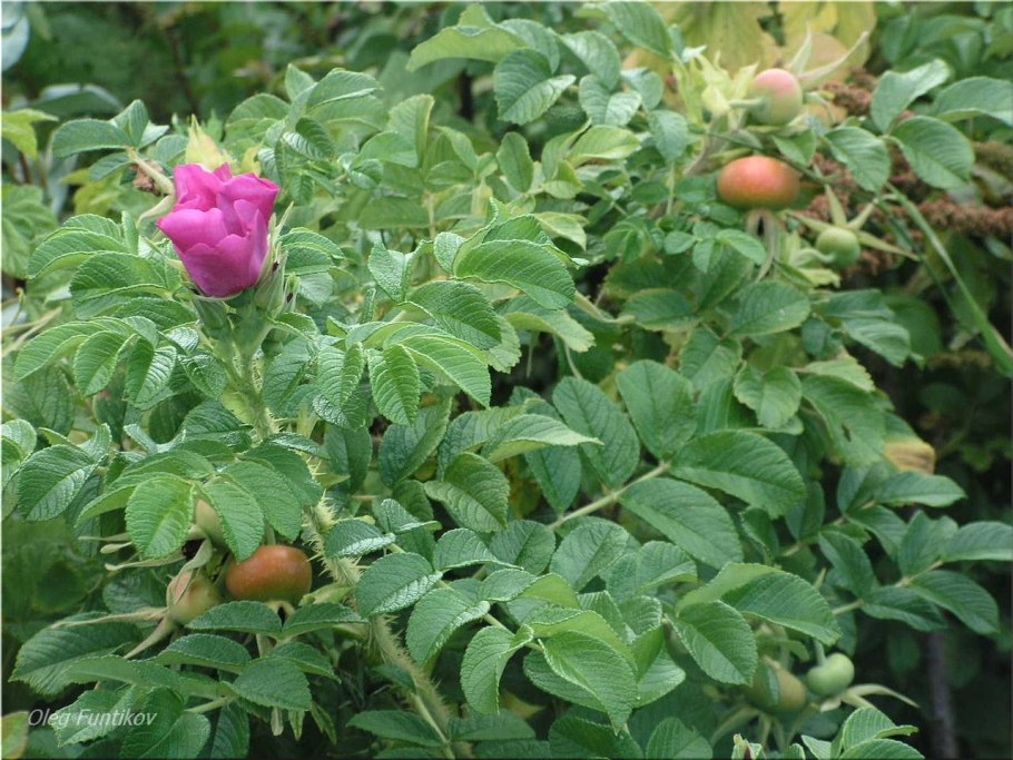 Шиповник крупноплодный бесшипный