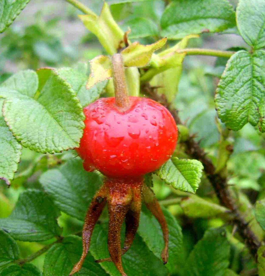 Шиповник Титан