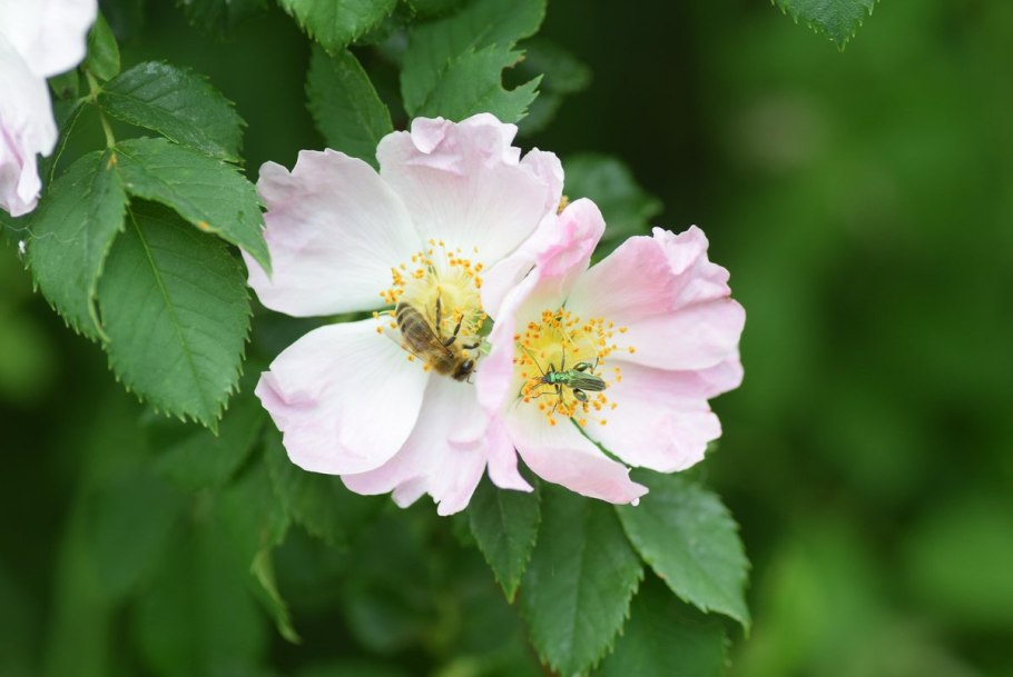 Шиповник Эйчисон