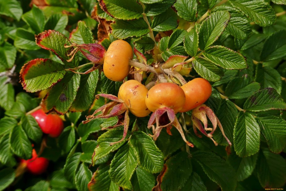 Шиповник Воронцовский куст
