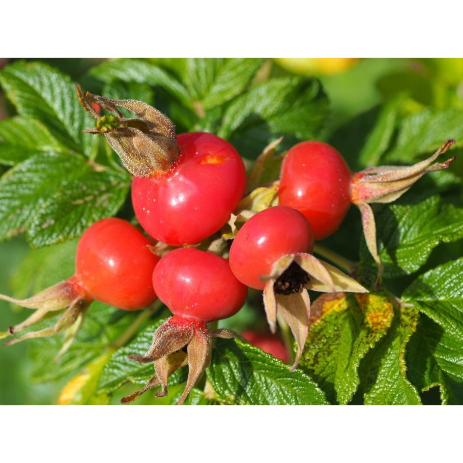 Шиповник витаминный ВНИВИ