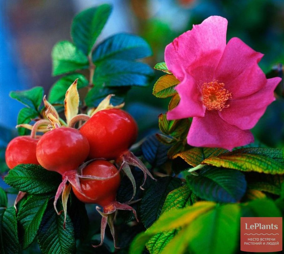 Шиповник Каролинский