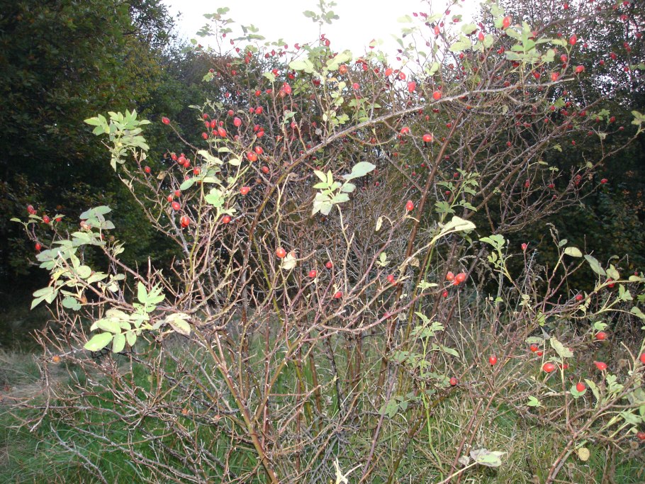 Шиповник плодовый ВНИВИ