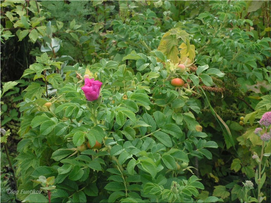 Сорт шиповника “витаминный ВНИВИ
