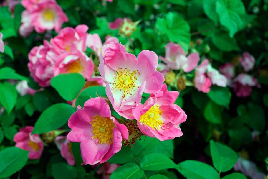 Шиповник витаминный ВНИВИ цветение