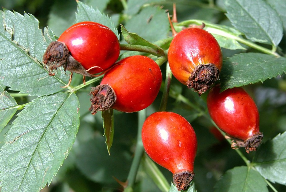 Шиповник крупноплодный ВНИВИ