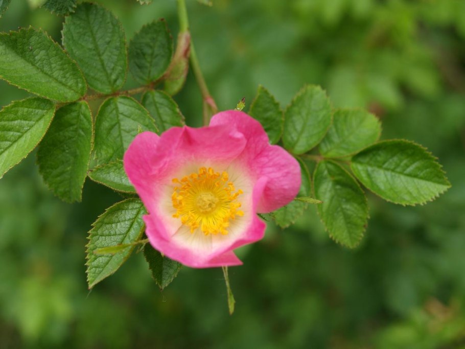 Дикий шиповник кустарник