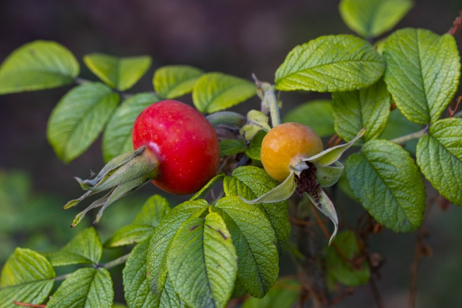 Шиповник Сергиевский