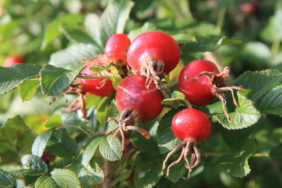 Шиповник витаминный ВНИВИ