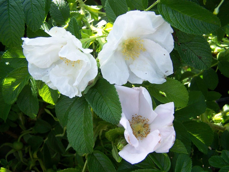 Шиповник Даурский крупноплодовые