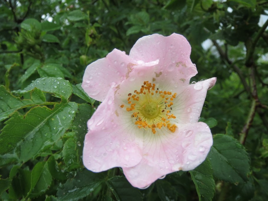 Усики у шиповника