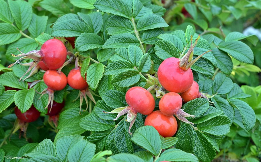 Шиповник крупноплодный ВНИВИ