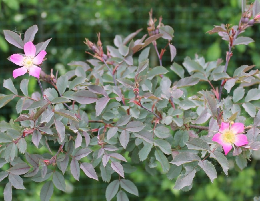 Шиповник кустарник