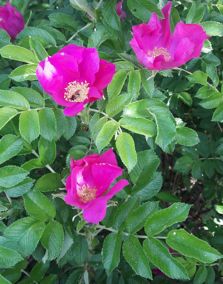 Шиповник бесшипный ВНИВИ