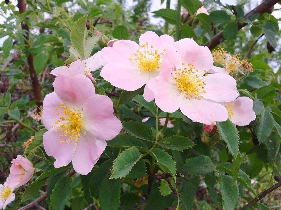 Шиповник Юбилейный