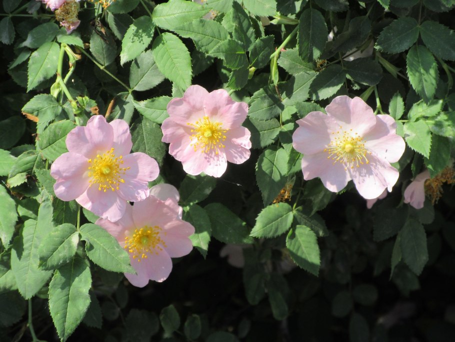 Дикий шиповник кустарник