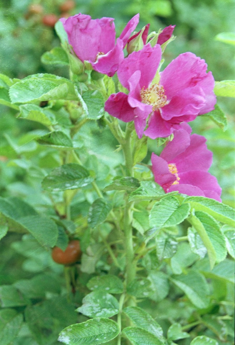 Шиповник яблоневидный