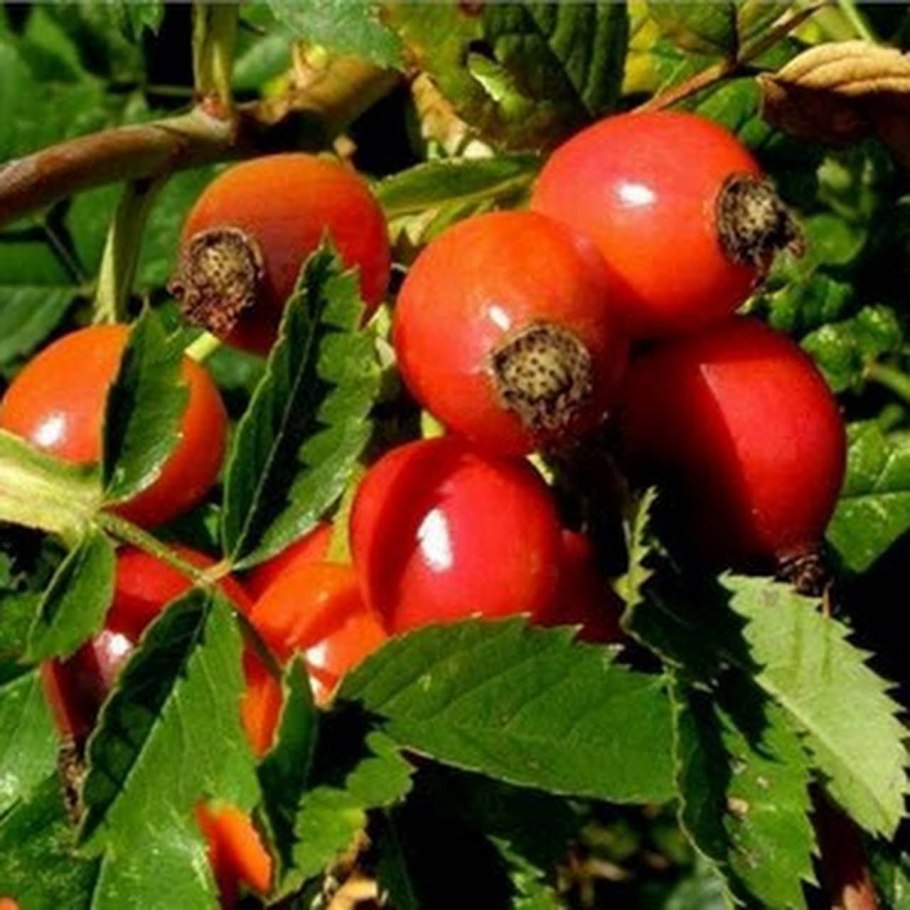 Шиповник Майский