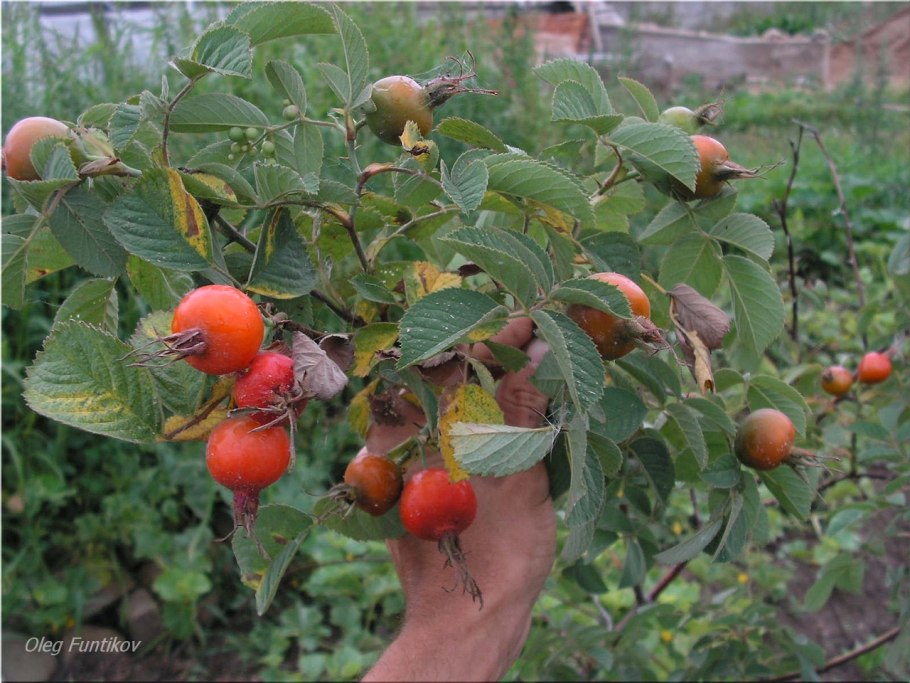 Шиповник плоды