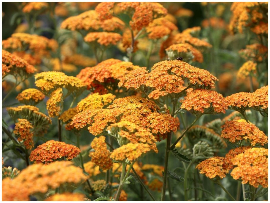 Тысячелистник Achillea millefolium Terracotta