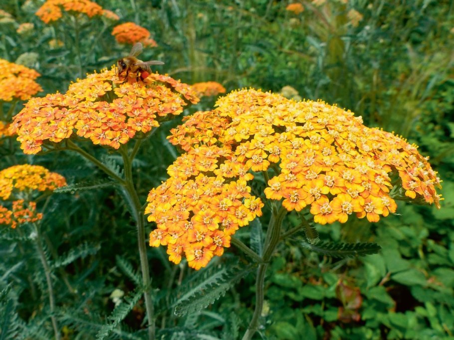 Тысячелистник Achillea Terracotta