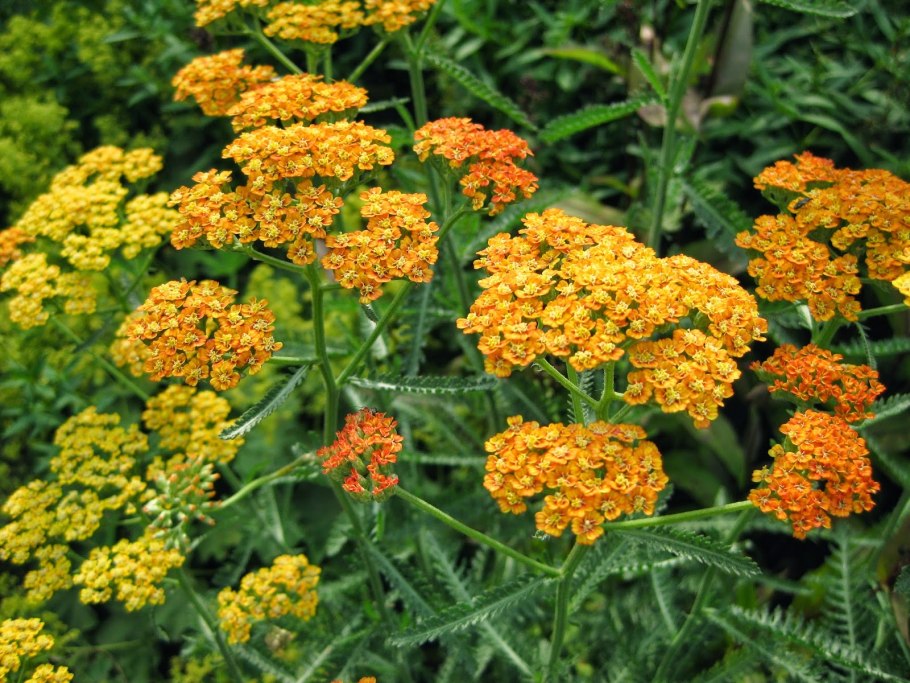 Achillea millefolium Terracotta
