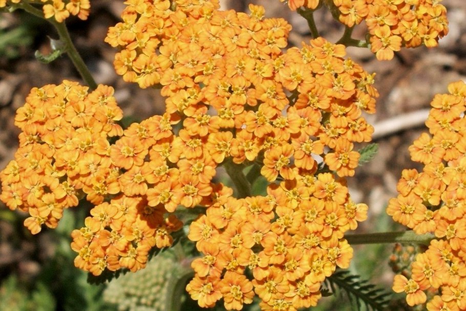 Тысячелистник обыкновенный Terracotta