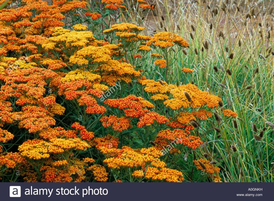 Тысячелистник в пучке