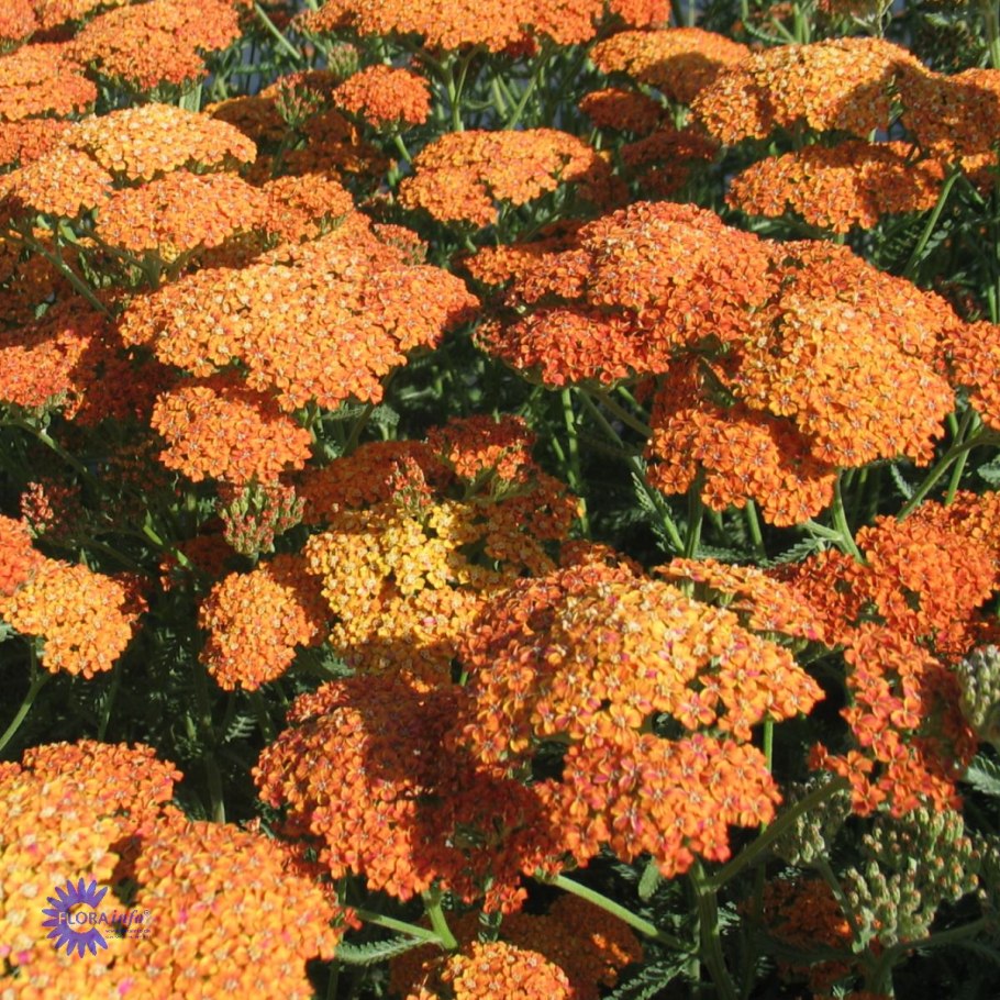 Тысячелистник Achillea millefolium Terracotta