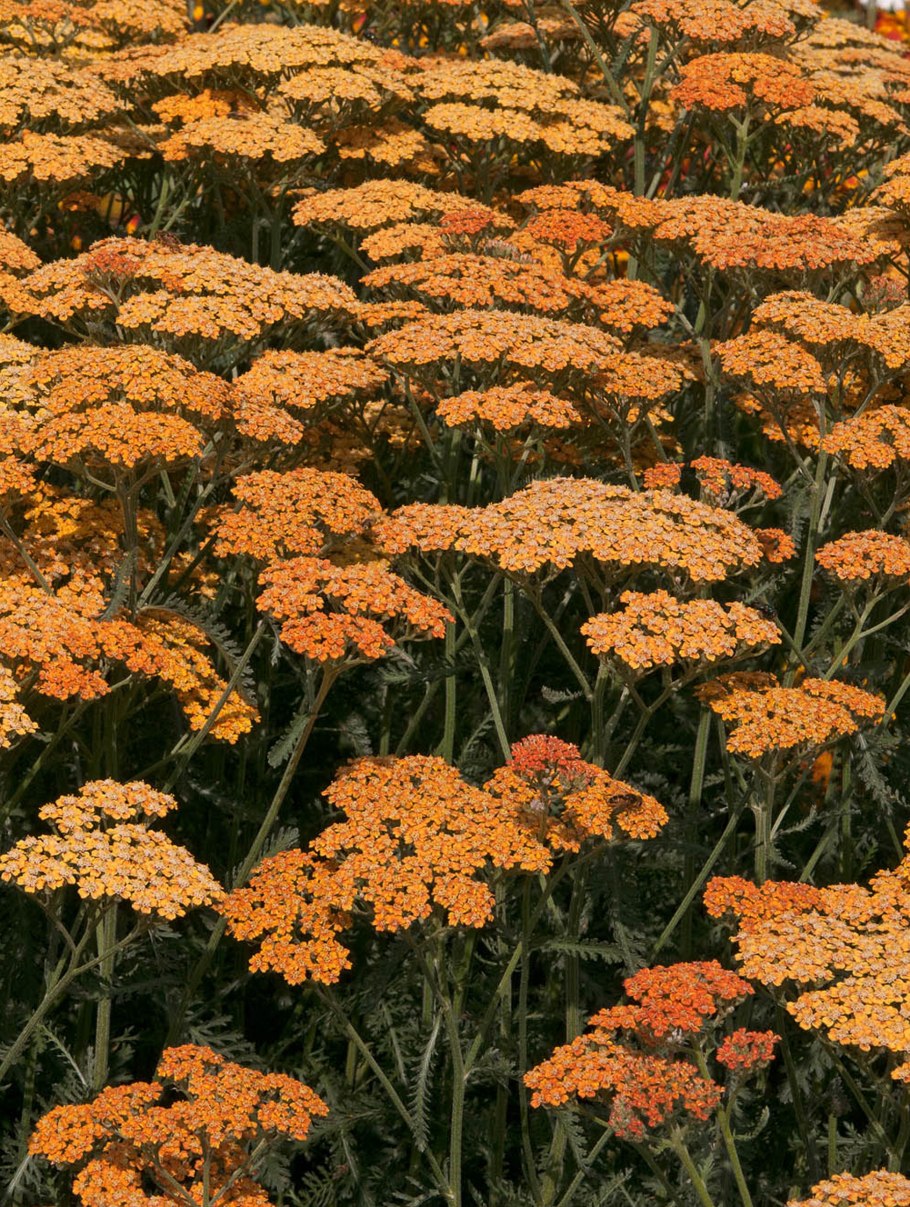 Тысячелистник терракота