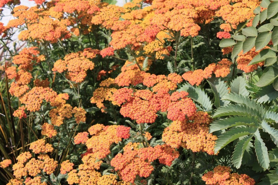 Тысячелистник Achillea Terracotta