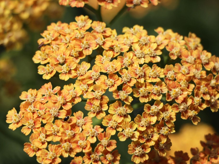 Achillea millefolium Tricolor