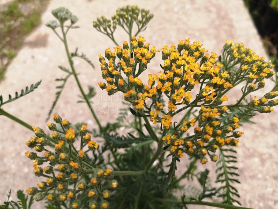 Тысячелистник обыкновенный Apricot Delight