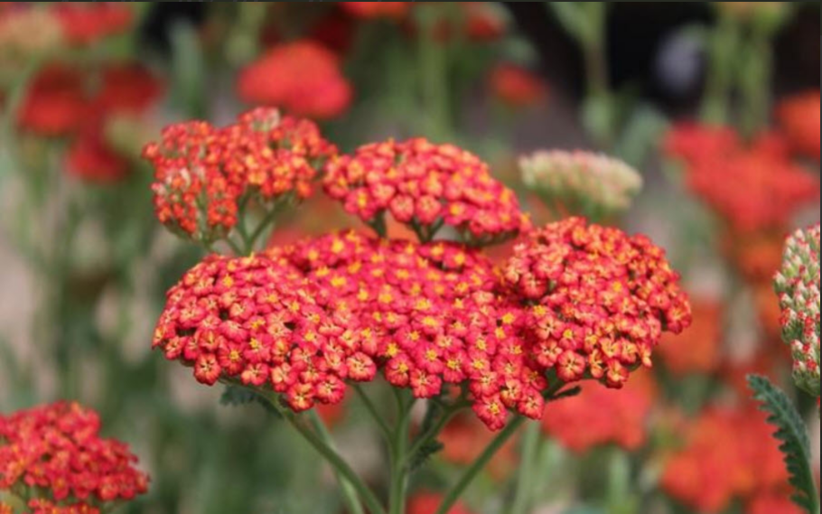 Тысячелистник Achillea "Tricolor"