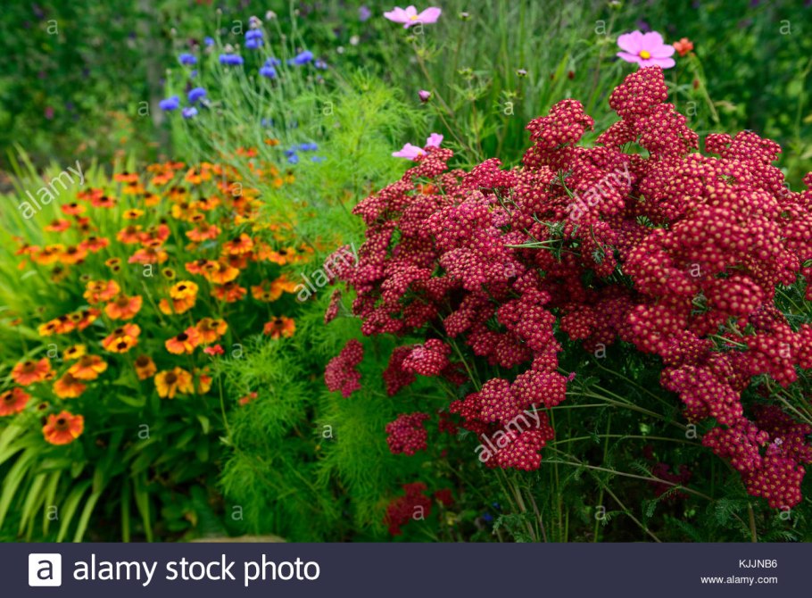 Тысячелистник achillea  summerwine