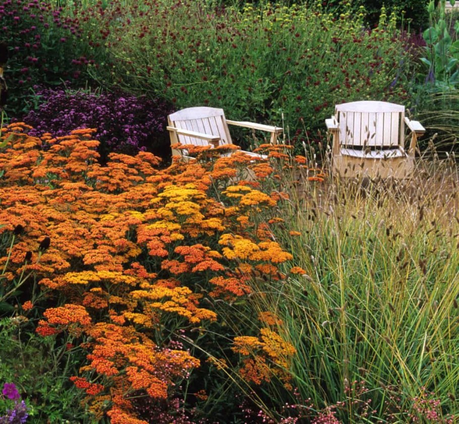 Календула + тысячелистник